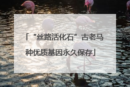 “丝路活化石”古老马种优质基因永久保存