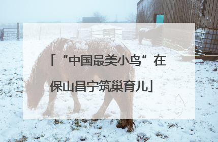 “中国最美小鸟”在保山昌宁筑巢育儿