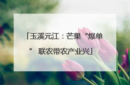 玉溪元江：芒果“爆单” 联农带农产业兴