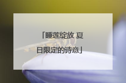 睡莲绽放 夏日限定的诗意
