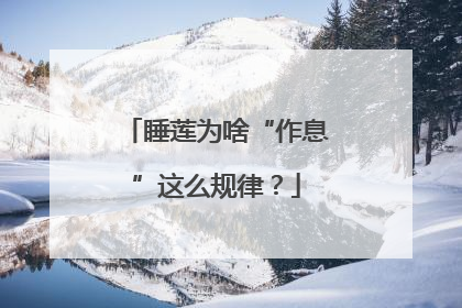 睡莲为啥“作息”这么规律？