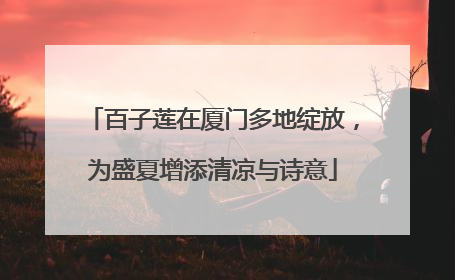 百子莲在厦门多地绽放，为盛夏增添清凉与诗意