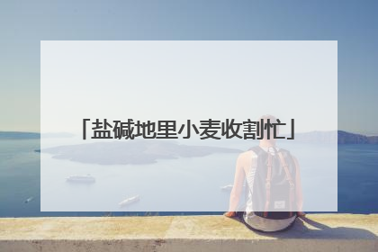盐碱地里小麦收割忙