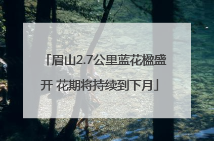 眉山2.7公里蓝花楹盛开 花期将持续到下月