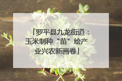罗平县九龙街道：玉米制种“苗”绘产业兴农新画卷
