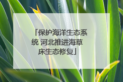 保护海洋生态系统 河北推进海草床生态修复
