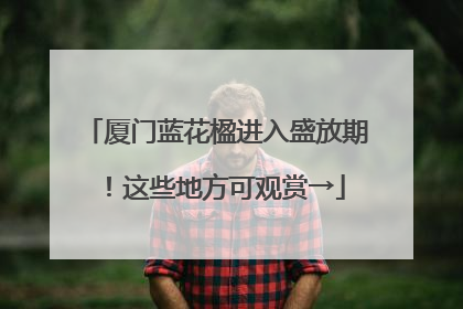 厦门蓝花楹进入盛放期！这些地方可观赏→