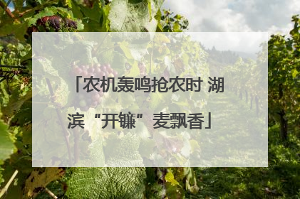 农机轰鸣抢农时 湖滨“开镰”麦飘香