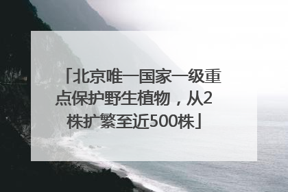 北京唯一国家一级重点保护野生植物，从2株扩繁至近500株