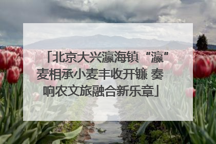 北京大兴瀛海镇“瀛”麦相承小麦丰收开镰 奏响农文旅融合新乐章