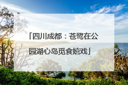 四川成都：苍鹭在公园湖心岛觅食嬉戏