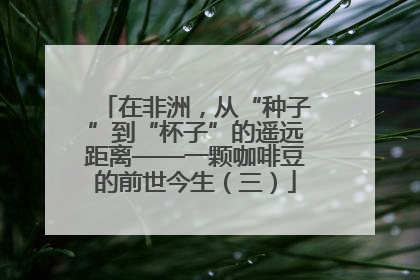 在非洲，从“种子”到“杯子”的遥远距离——一颗咖啡豆的前世今生（三）