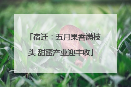 宿迁：五月果香满枝头 甜蜜产业迎丰收