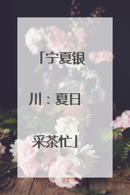 宁夏银川：夏日采茶忙
