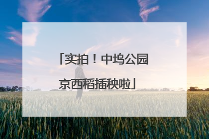 实拍！中坞公园京西稻插秧啦