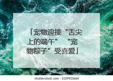 宠物迎接“舌尖上的端午” “宠物粽子”受喜爱