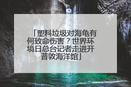 塑料垃圾对海龟有何致命伤害？世界环境日总台记者走进开普敦海洋馆
