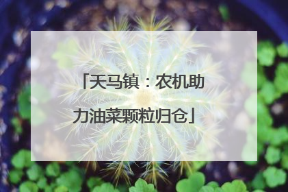 天马镇：农机助力油菜颗粒归仓