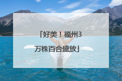 好美！福州3万株百合盛放
