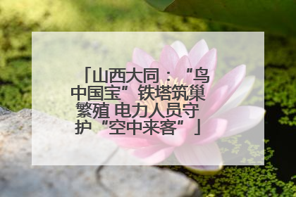 山西大同：“鸟中国宝”铁塔筑巢繁殖 电力人员守护“空中来客”