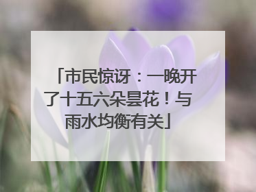 市民惊讶：一晚开了十五六朵昙花！与雨水均衡有关