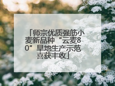 师宗优质强筋小麦新品种“云麦80”旱地生产示范喜获丰收
