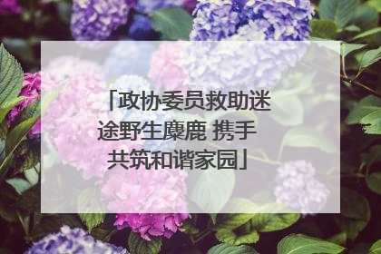 政协委员救助迷途野生麋鹿 携手共筑和谐家园