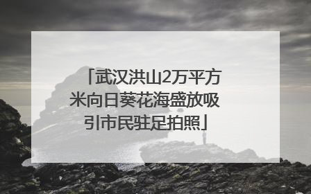 武汉洪山2万平方米向日葵花海盛放吸引市民驻足拍照