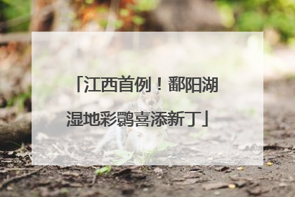 江西首例！鄱阳湖湿地彩鹮喜添新丁