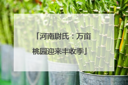 河南尉氏：万亩桃园迎来丰收季