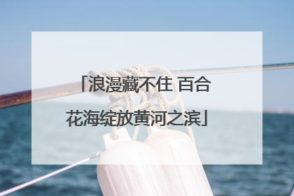浪漫藏不住 百合花海绽放黄河之滨