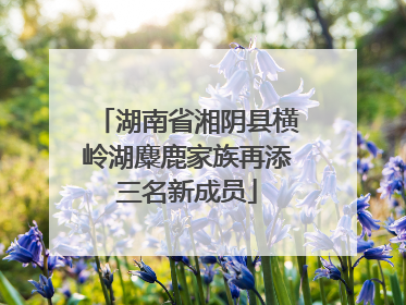 湖南省湘阴县横岭湖麋鹿家族再添三名新成员