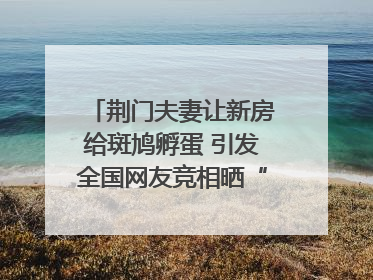 荆门夫妻让新房给斑鸠孵蛋 引发全国网友竞相晒“人鸟共处”图