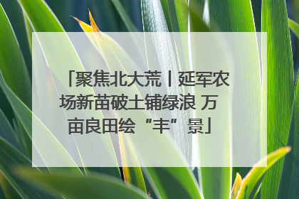 聚焦北大荒丨延军农场新苗破土铺绿浪 万亩良田绘“丰”景