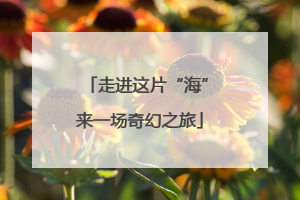 走进这片“海”来一场奇幻之旅