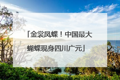 金裳凤蝶！中国最大蝴蝶现身四川广元
