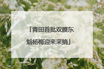 青田首批双膜东魁杨梅迎来采摘