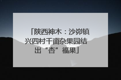 陕西神木：沙峁镇兴四村千亩杂果园结出“杏”福果