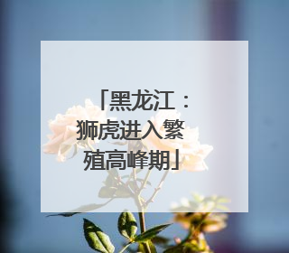 黑龙江：狮虎进入繁殖高峰期