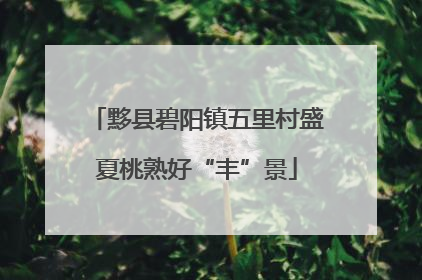 黟县碧阳镇五里村盛夏桃熟好“丰”景