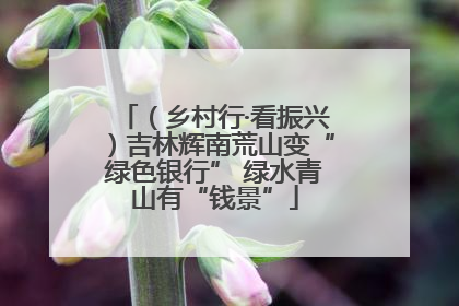 （乡村行·看振兴）吉林辉南荒山变“绿色银行” 绿水青山有“钱景”
